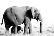 Saeugetier_Elefant_MasaiMara_A1_0415