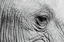 Saeugetier_Elefant_MasaiMara_A1_0616