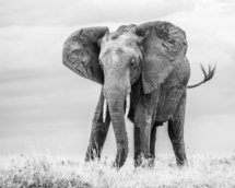 Saeugetier_Elefant_MasaiMara_A1_7754