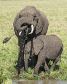 Saeugetier_Elefant_MasaiMara_A9_3680