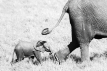 Saeugetier_Elefant_MasaiMara_A9_3744