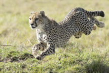 Saeugetier_Gepard_MasaiMara_A1_1425