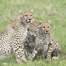 Saeugetier_Gepard_MasaiMara_A1_6620