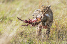 Saeugetier_Gepard_MasaiMara_A9_1765