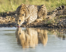 Saeugetier_Gepard_MasaiMara_DSC9634