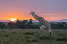 Saeugetier_Giraffe_MasaiMara_A1_0376
