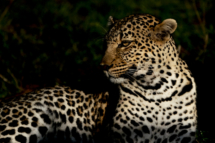 Saeugetier_Leopard_MasaiMara_A9_3338