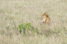 Saeugetier_Loewe_MasaiMara_A1_1047