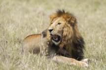 Saeugetier_Loewe_MasaiMara_A1_2890