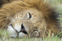 Saeugetier_Loewe_MasaiMara_A1_3051