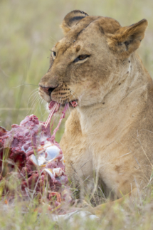 Saeugetier_Loewe_MasaiMara_A1_3716