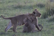 Saeugetier_Loewe_MasaiMara_A1_8341