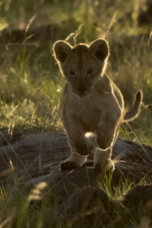 Saeugetier_Loewe_MasaiMara_A1_8412