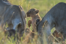 Saeugetier_Loewe_MasaiMara_A1_8498