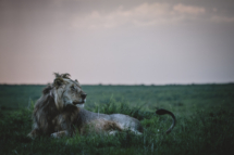 Saeugetier_Loewe_MasaiMara_A9_5149