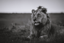 Saeugetier_Loewe_MasaiMara_A9_5181