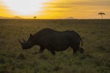 Saeugetier_Nashorn_MasaiMara_A1_2356