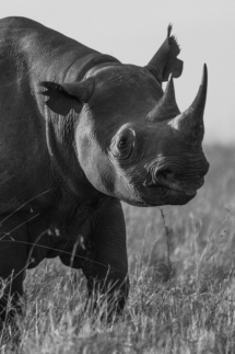 Saeugetier_Nashorn_MasaiMara_A1_2443