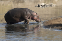 Saeugetier_Nilpferd_MasaiMara_A1_4083