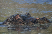 Saeugetier_Nilpferd_MasaiMara_A1_4345