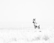 Saeugetier_Topi_MasaiMara_A1_1099