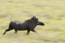 Saeugetier_Warzenschwein_MasaiMara_A1_7283