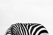 Saeugetier_Zebra_MasaiMara_A1_7338