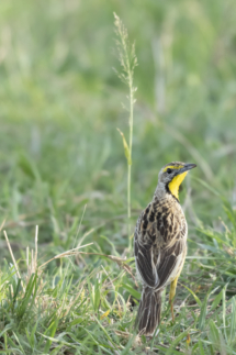 Vogel_Gelbkehlpieper_MasaiMara_A1_0553