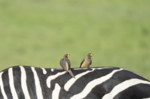 Vogel_Gelbschnabel-Madenhacker_MasaiMara_A1_7394