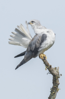 Vogel_Gleitaar_MasaiMara_DSC7990