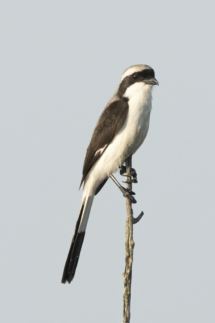 Vogel_Graumantelwürger_MasaiMara_DSC7747