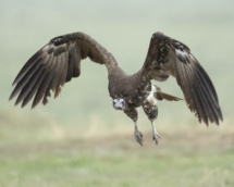 Vogel_Kappengeier_MasaiMara_A1_2648