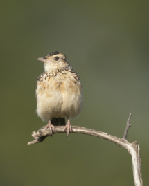 Vogel_Kurzhaubenlerche_MasaiMara_DSC7838