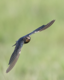 Vogel_Rauchschwalbe_MasaiMara_A1_6360