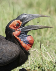 Vogel_Rotgesichthornrabe_MasaiMara_A1_0315