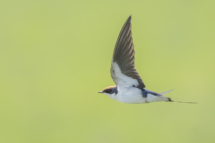 Vogel_Rotkappenschwalbe_MasaiMara_A1_6149