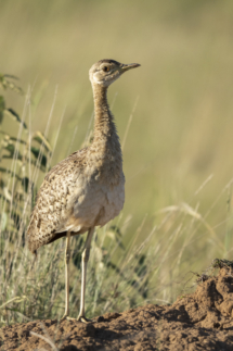 Vogel_Schwarzbauchtrappe_MasaiMara_A1_8741