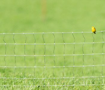 Vogel_Goldammer_A1_4746