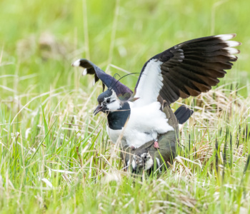 Vogel_Kiebitz_A1_4029