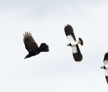 Vogel_Kiebitz_A1_4089