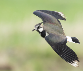 Vogel_Kiebitz_A1_4261