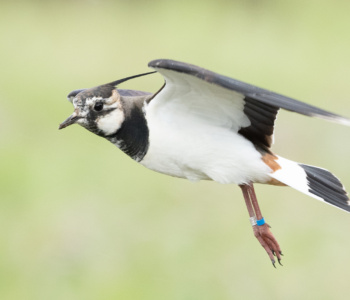 Vogel_Kiebitz_A1_4282