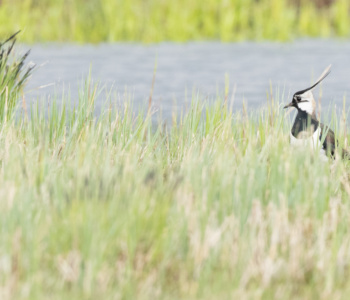 Vogel_Kiebitz_A1_4387