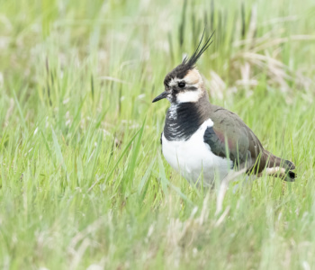 Vogel_Kiebitz_A1_4475