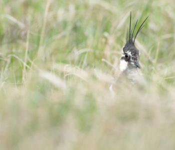 Vogel_Kiebitz_A1_4528
