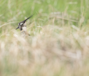 Vogel_Kiebitz_A1_4544
