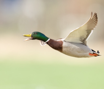 Vogel_Stockente_A1_4758