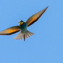 Vogel_Bienenfresser_A1_0353
