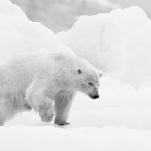 Säugetier_Eisbär_A1_4884-2