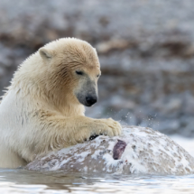 Säugetier_Eisbär_A1_9816